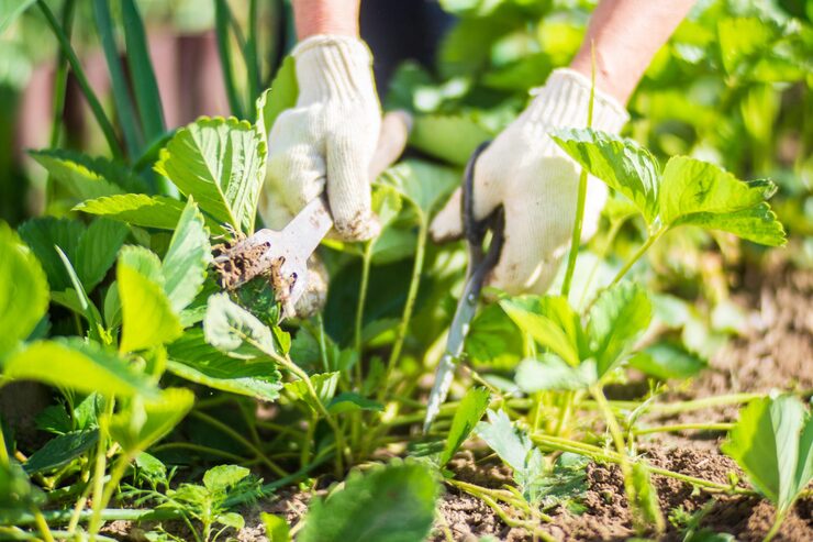 How to Build Healthy Soil for Stronger Plant Growth