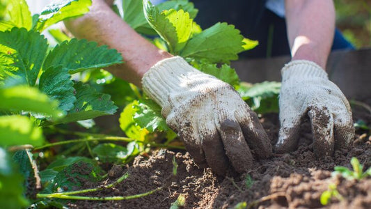 7 Essential Soil Additives Every Home Gardener Should Know