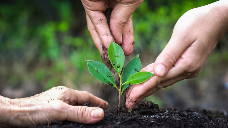How to Choose the Right Potting Mix for Your Plants