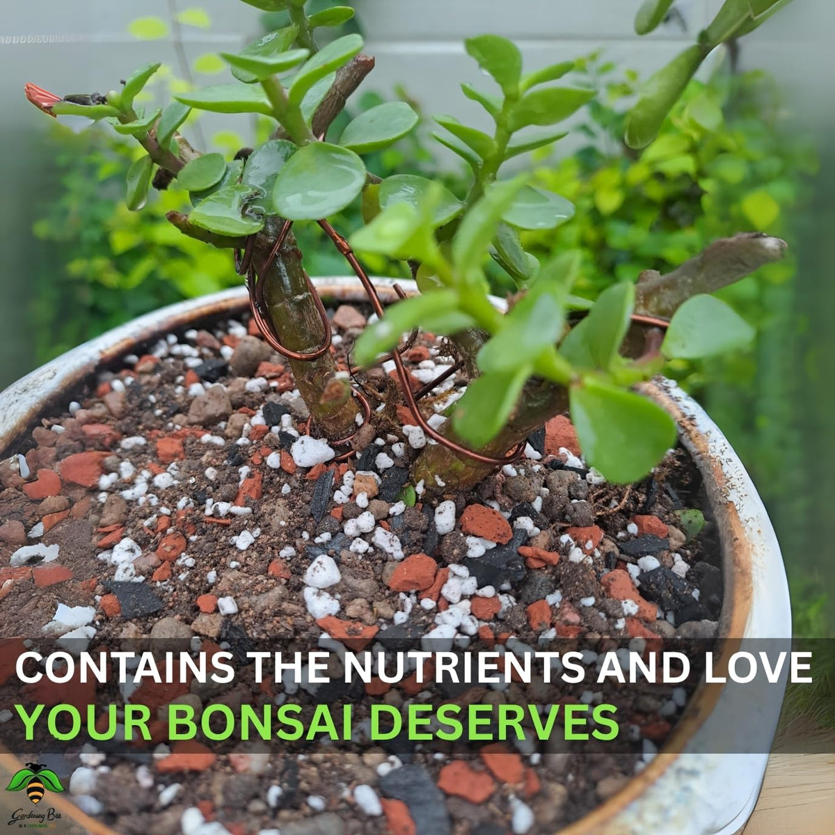 Bonsai Potting Mix Essential Organic Premium Soil for BonsaiMix | Curated by Bonsai Artists | Ready to use Plants Loose, Well-Drained, Porous Holds Optimum Moisture