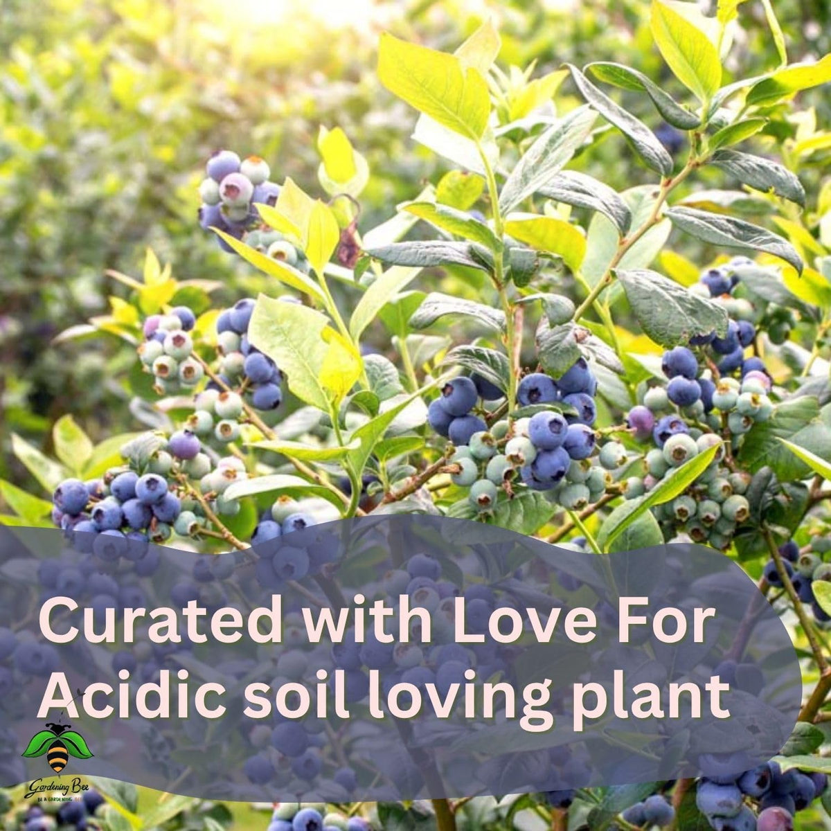 Acidic Soil Mix with Peat Moss & Pine Bark – Low pH 4.5-5.0, Moisture-Retaining, Nutrient-Rich Fertile Potting Mix for Blueberries, Azaleas, Gardenias & Acid-Loving Plants (5 Kilogram)