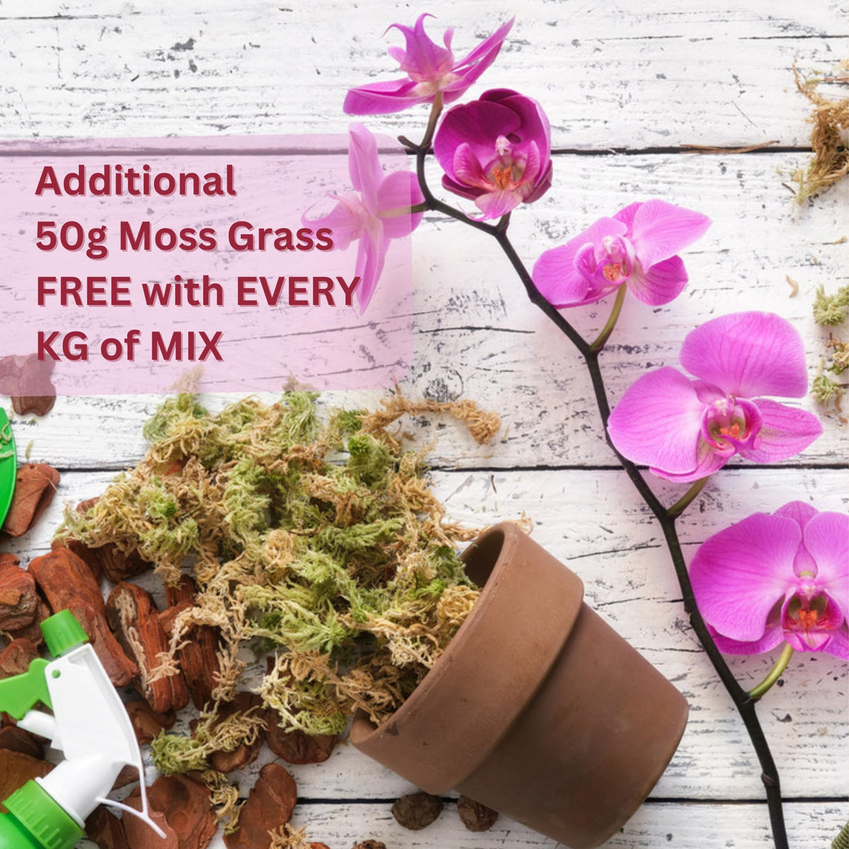 Orchid Soil Mix, Chunkiest Potting, Ready to use Mixture, Combo with Moss Grass, 100% Natural and Organic, Tall Shiny Orchids, Essential & Powerful