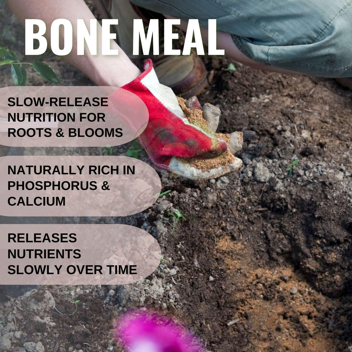 Bone Meal Powder,  Manure for Plants, 100% Organic & Natural, Calcium and Phosphorus, Slow Release, Steamed, Sterlised for Terrace, Balcony Garden